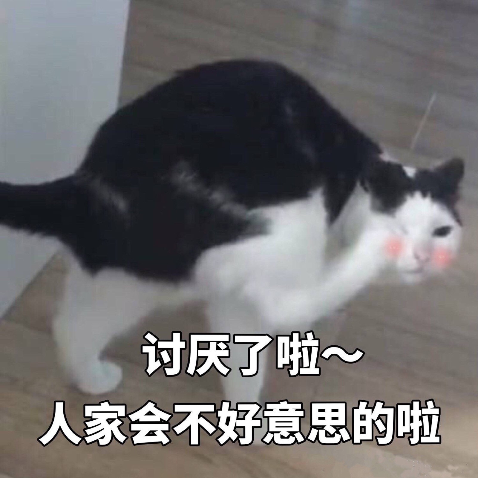 讨厌了啦 猫表情包