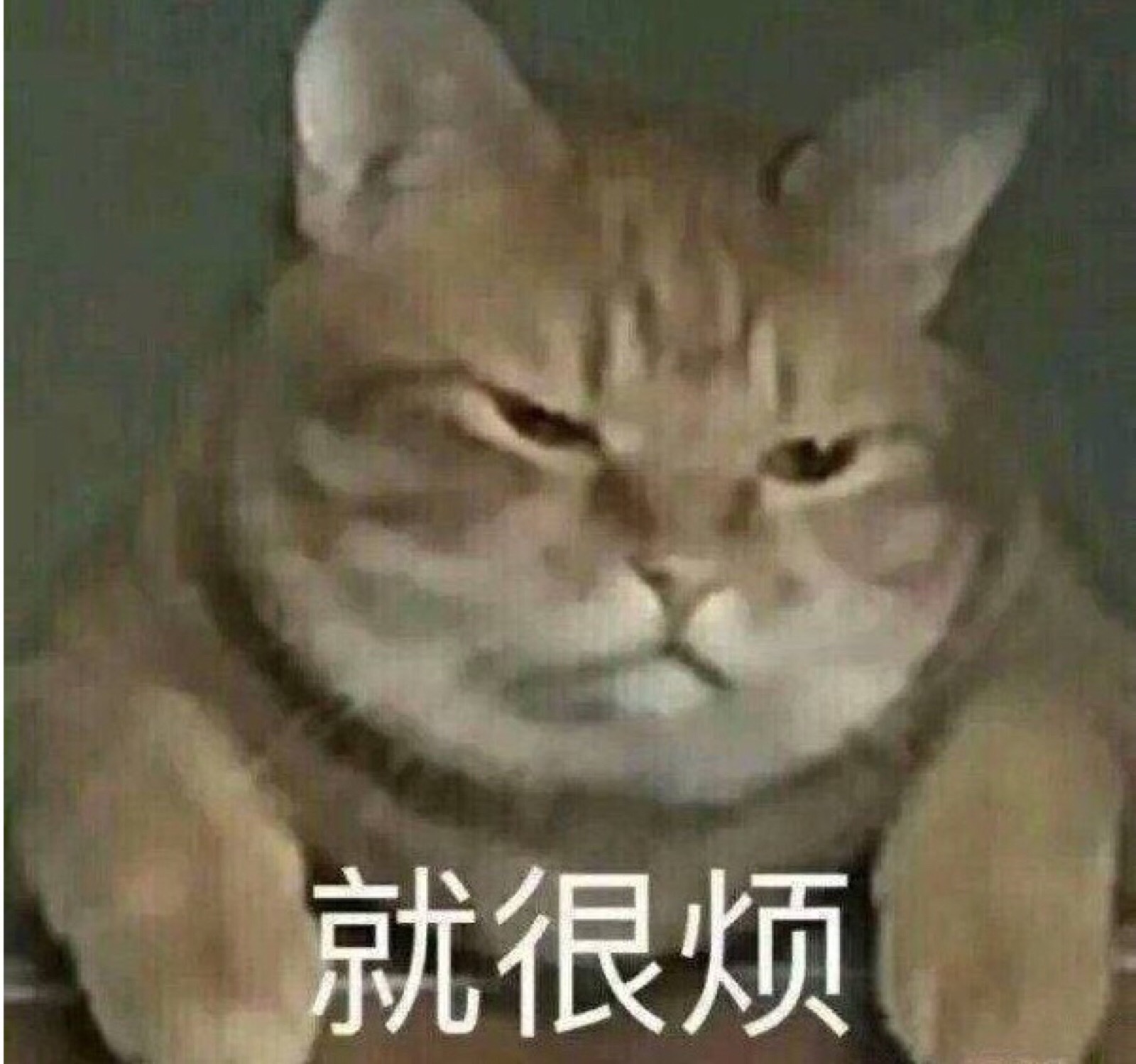 猫表情包 就很烦