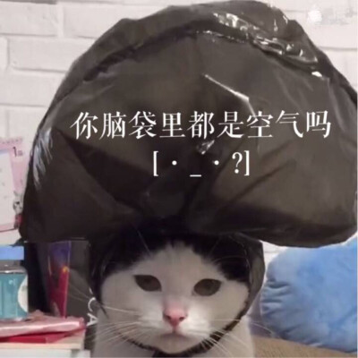 你脑袋里都是空气吗 猫表情包