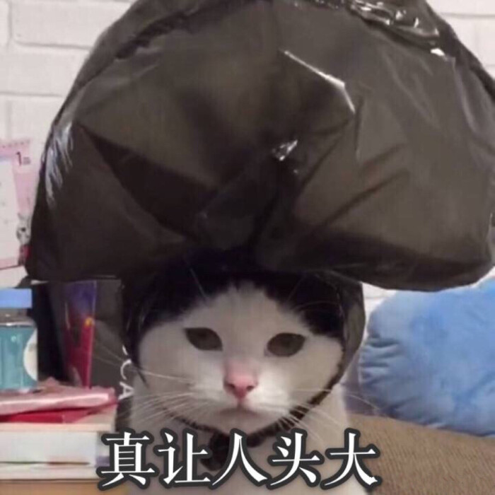 真叫人头大 猫表情包