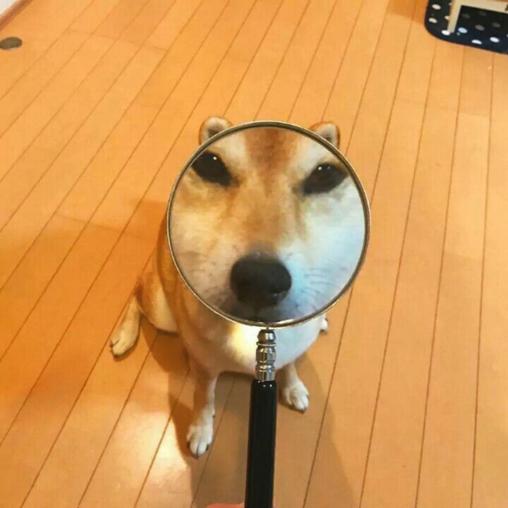 情头 猫狗