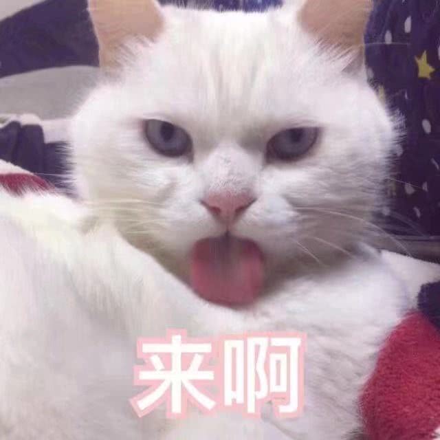 猫咪表情包
