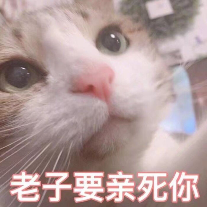 猫咪表情包