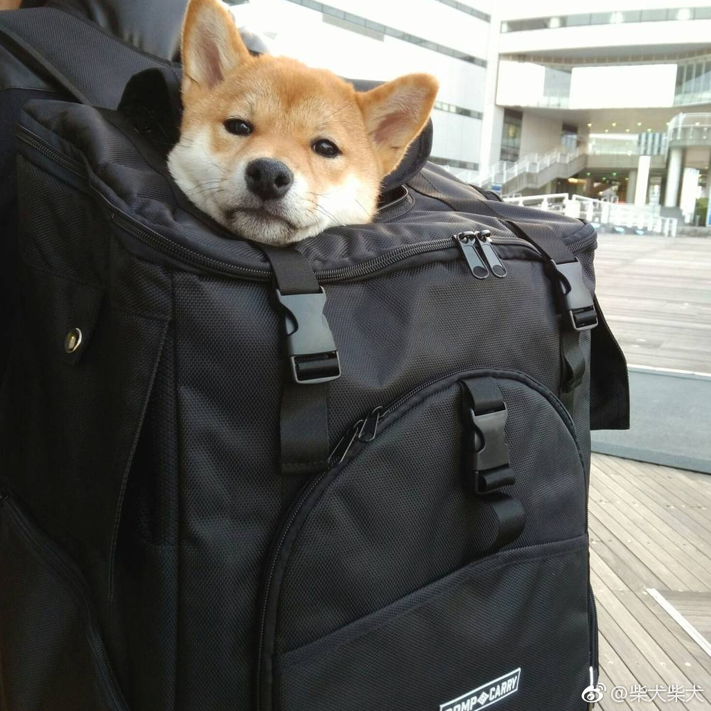 背着狗子出门溜达去啦~ instagram:shibainu_saku1015