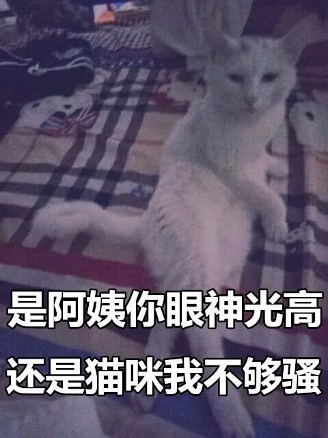 骚骚猫的表情包^附原图