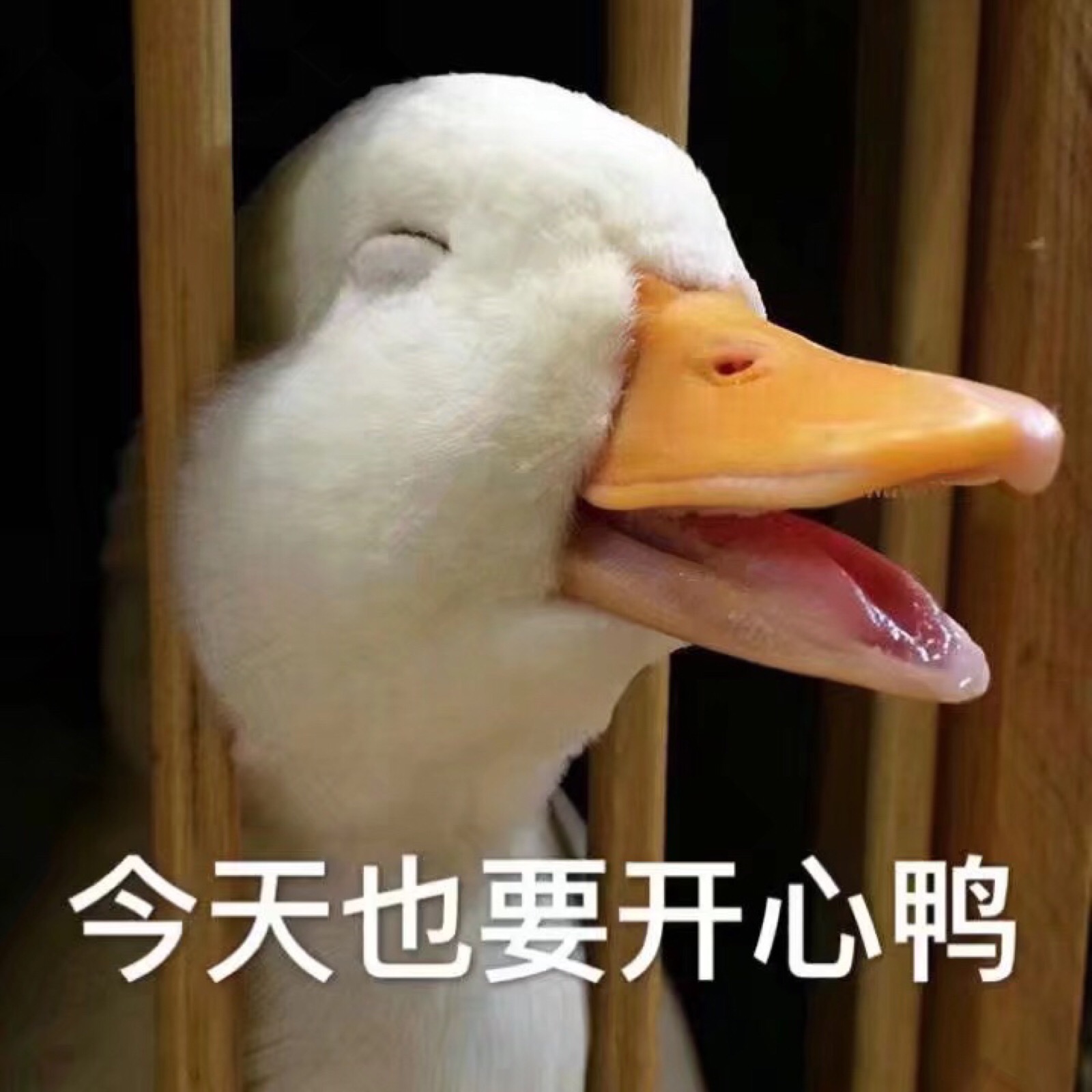 鸭鸭表情包.