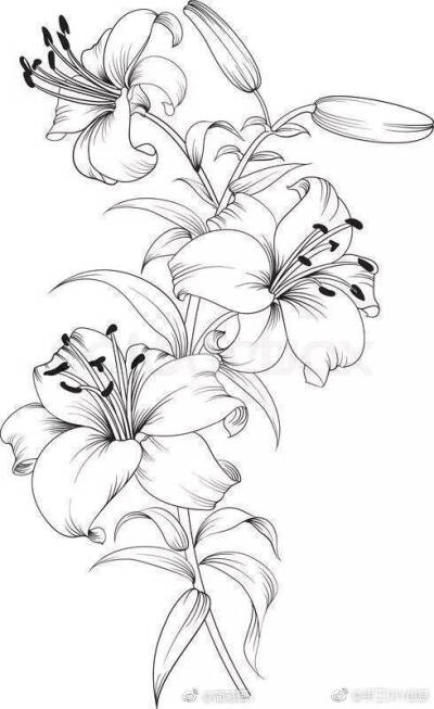 一组各种花卉植物的白描线稿