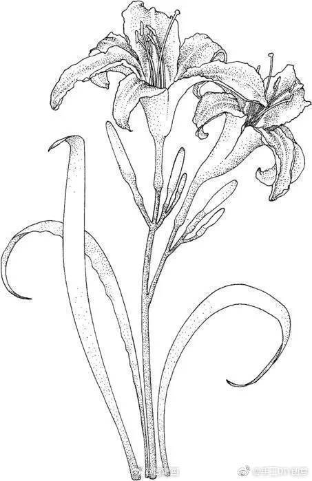一组各种花卉植物的白描线稿