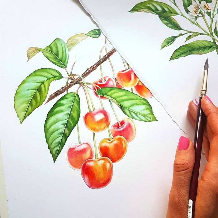 植物 水果 水彩画 插画师kateryna savchenko作品
