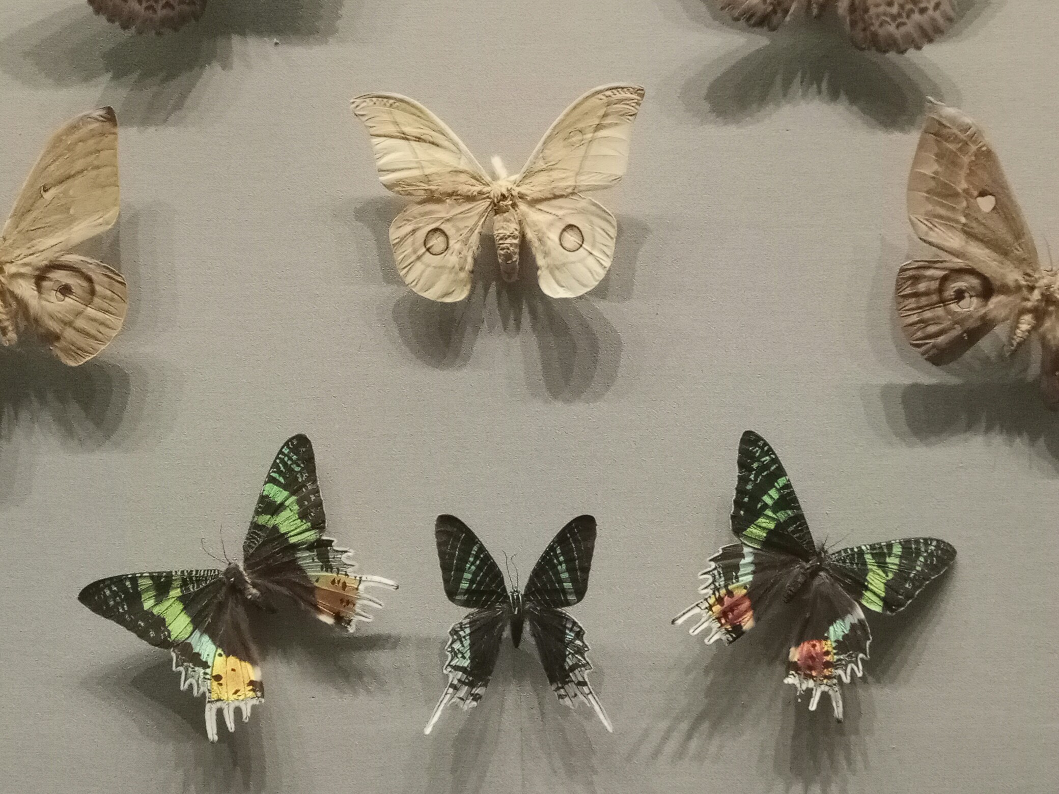 蝴蝶 蝴蝶标本