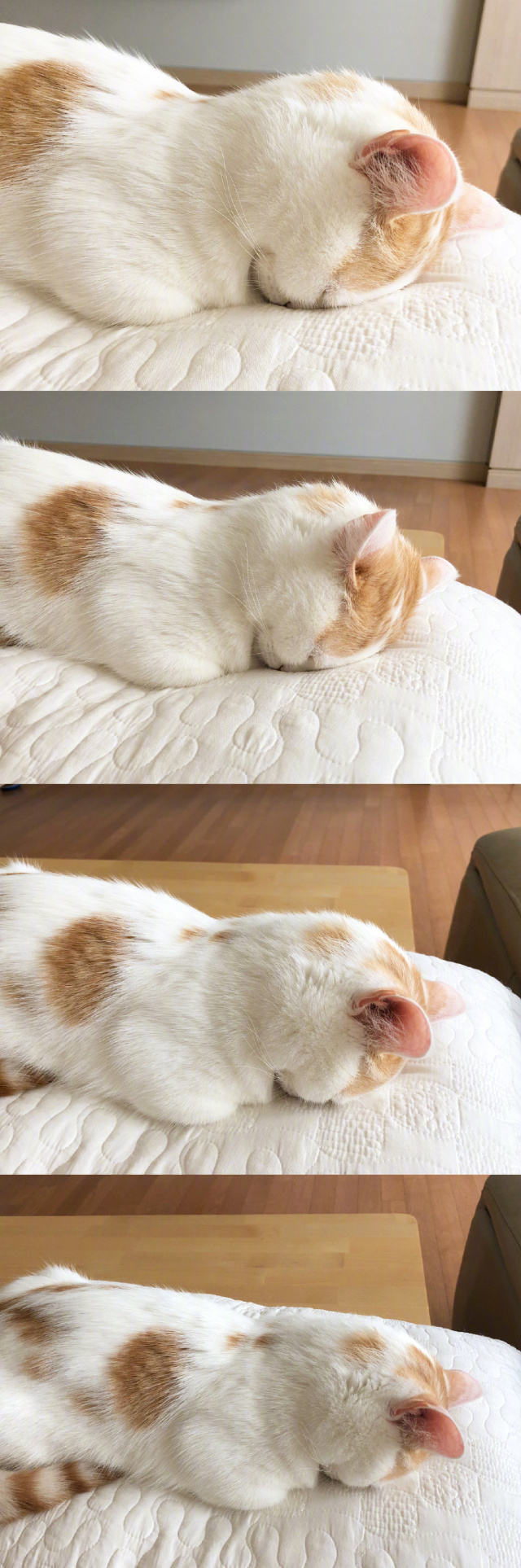小懒猫的贪睡日常