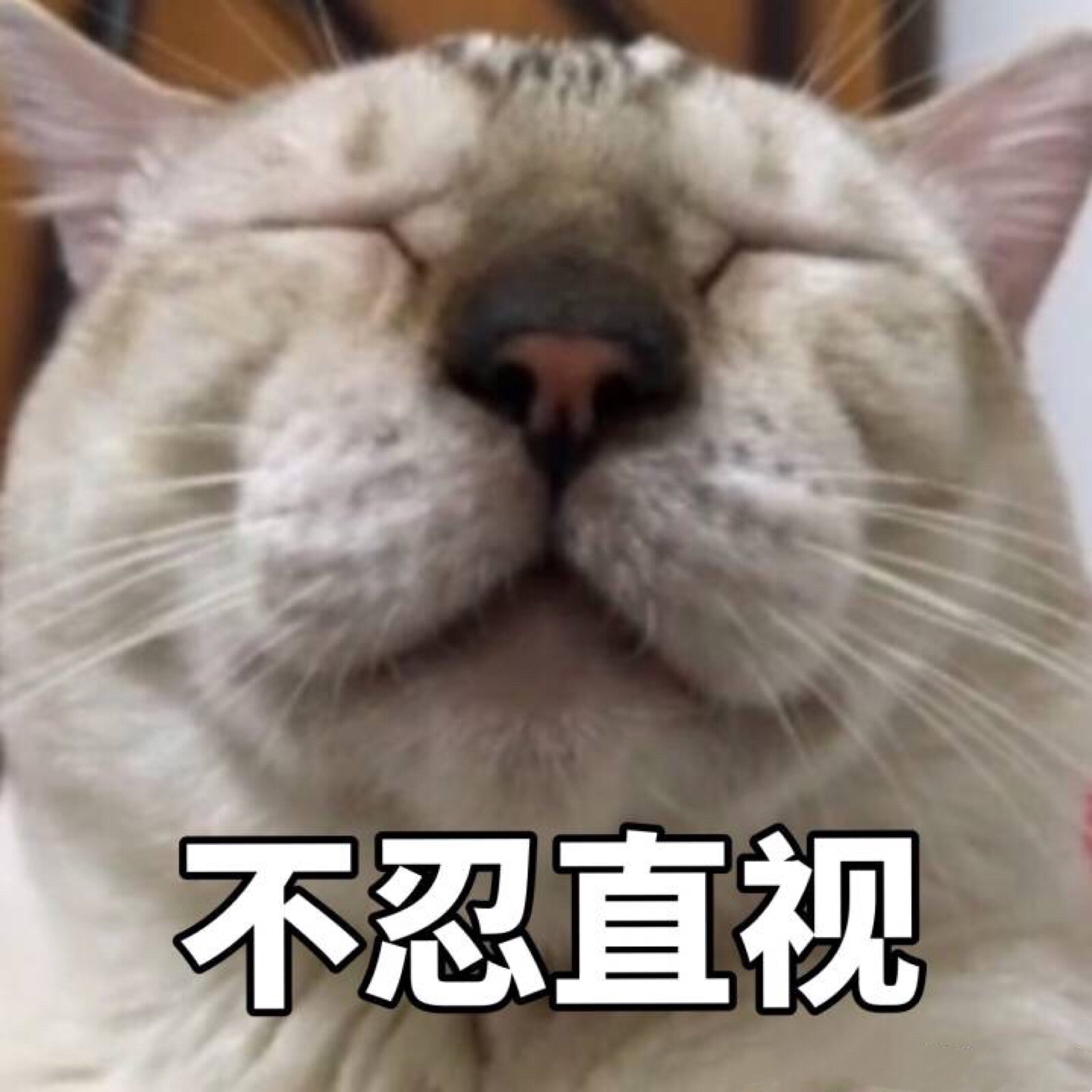 表情包哟～猫 不忍直视