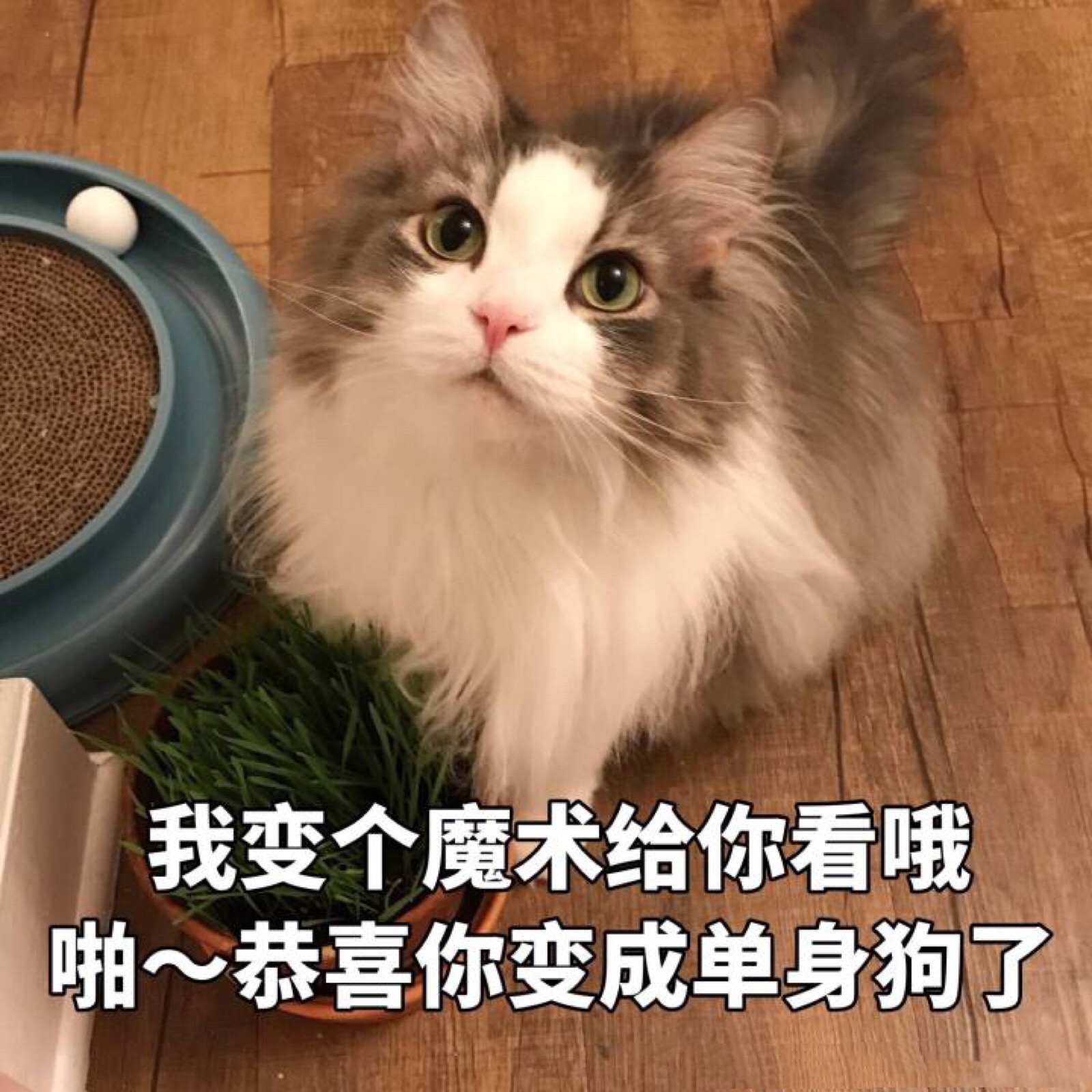 表情包哟～猫 我变个魔术给你看哦 啪～恭喜你变成单身狗了