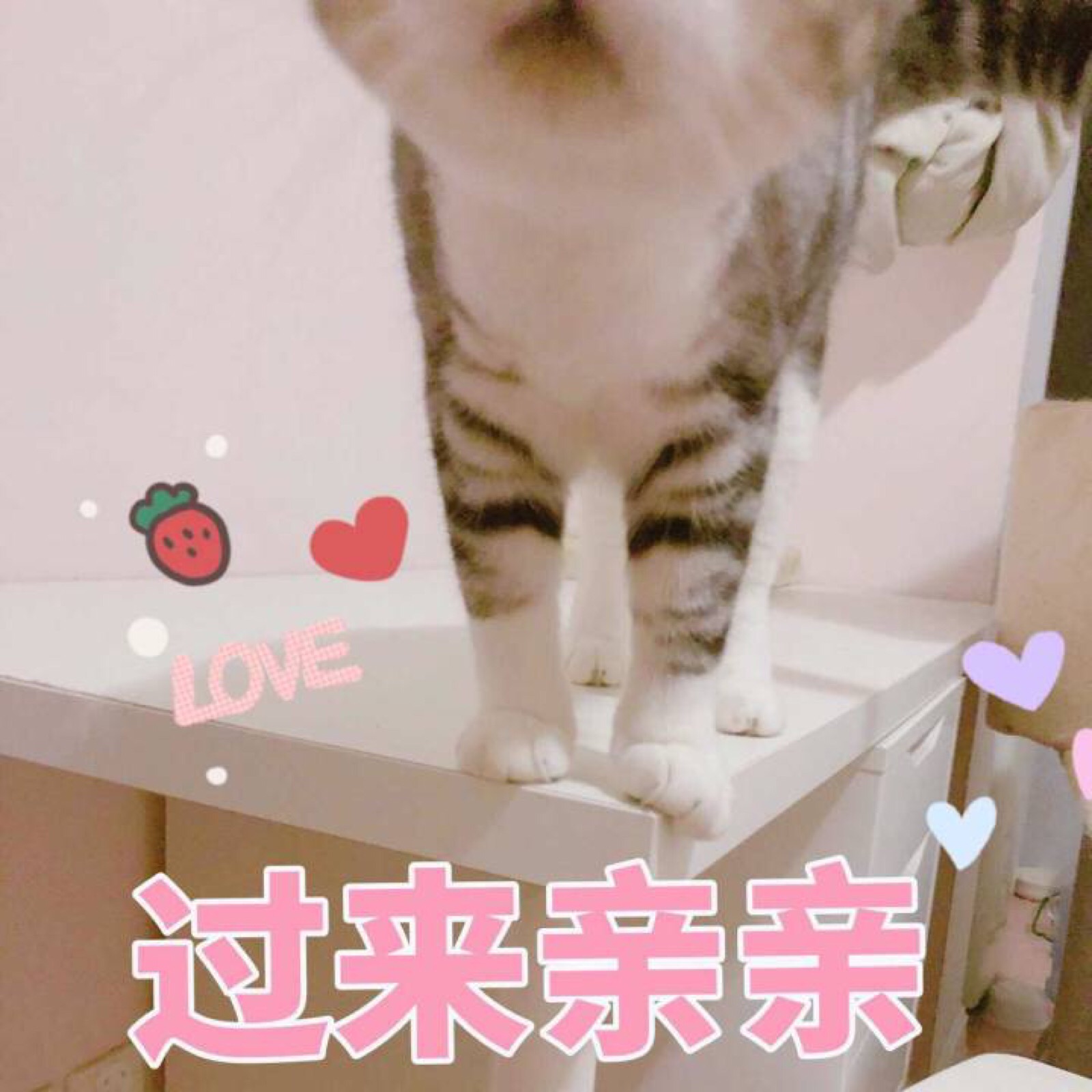 表情包哟～猫 过来亲亲