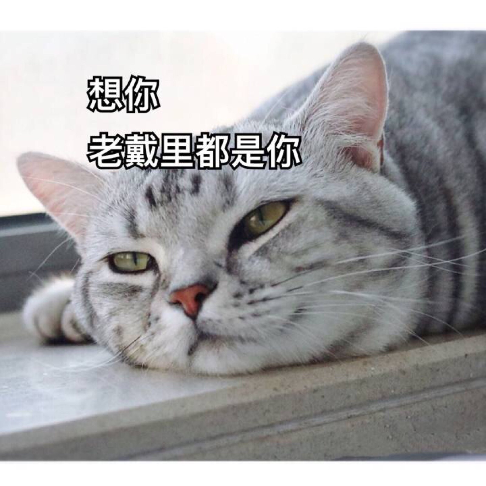 表情包哟～猫 想你 老戴里都是你