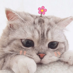 猫咪 可爱 卖萌 软妹 表情包