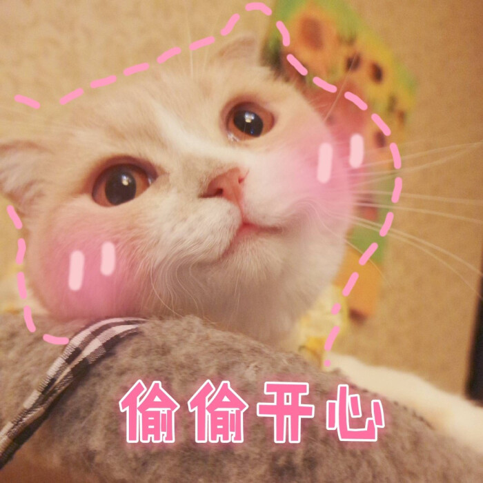 猫咪表情包