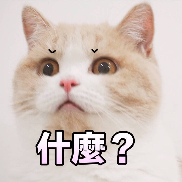 猫咪表情包