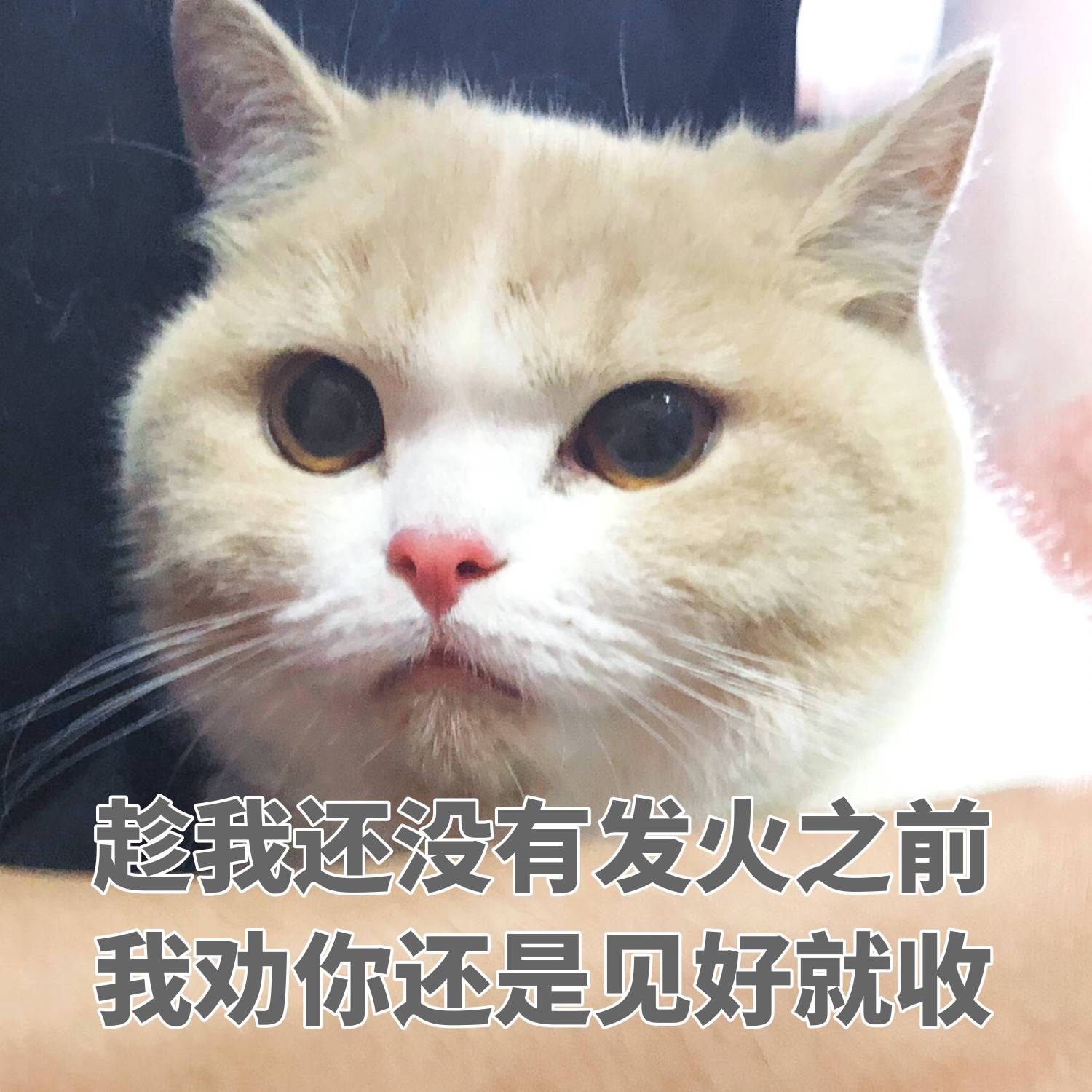 猫咪表情包