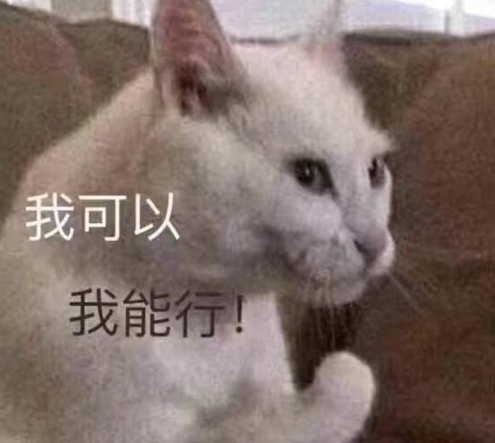 表情包 沙雕 可爱