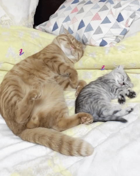 橘猫抱着小猫咪睡着,这是亲生的吗?颜色不对啊!