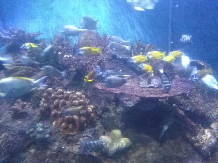鼓浪屿海底世界