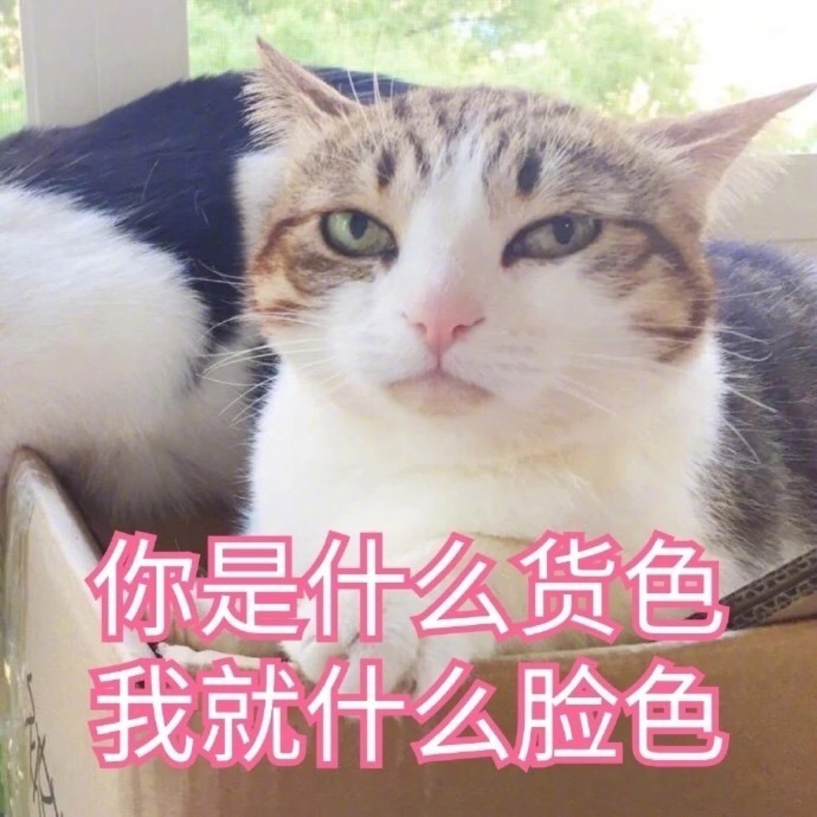 猫咪表情包