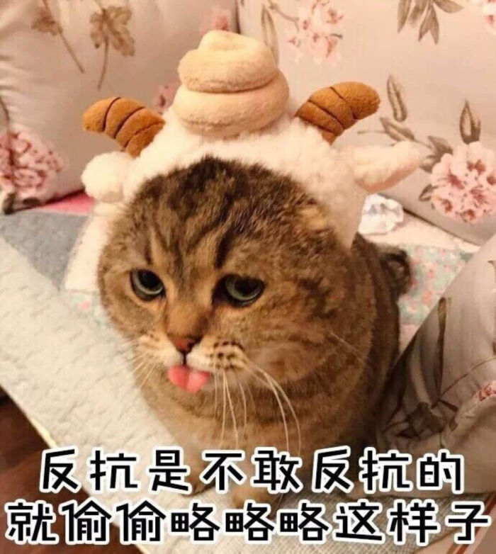 猫咪表情包