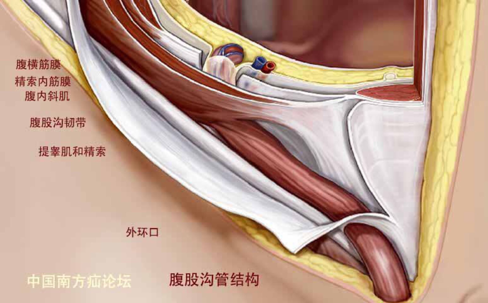 堆糖网