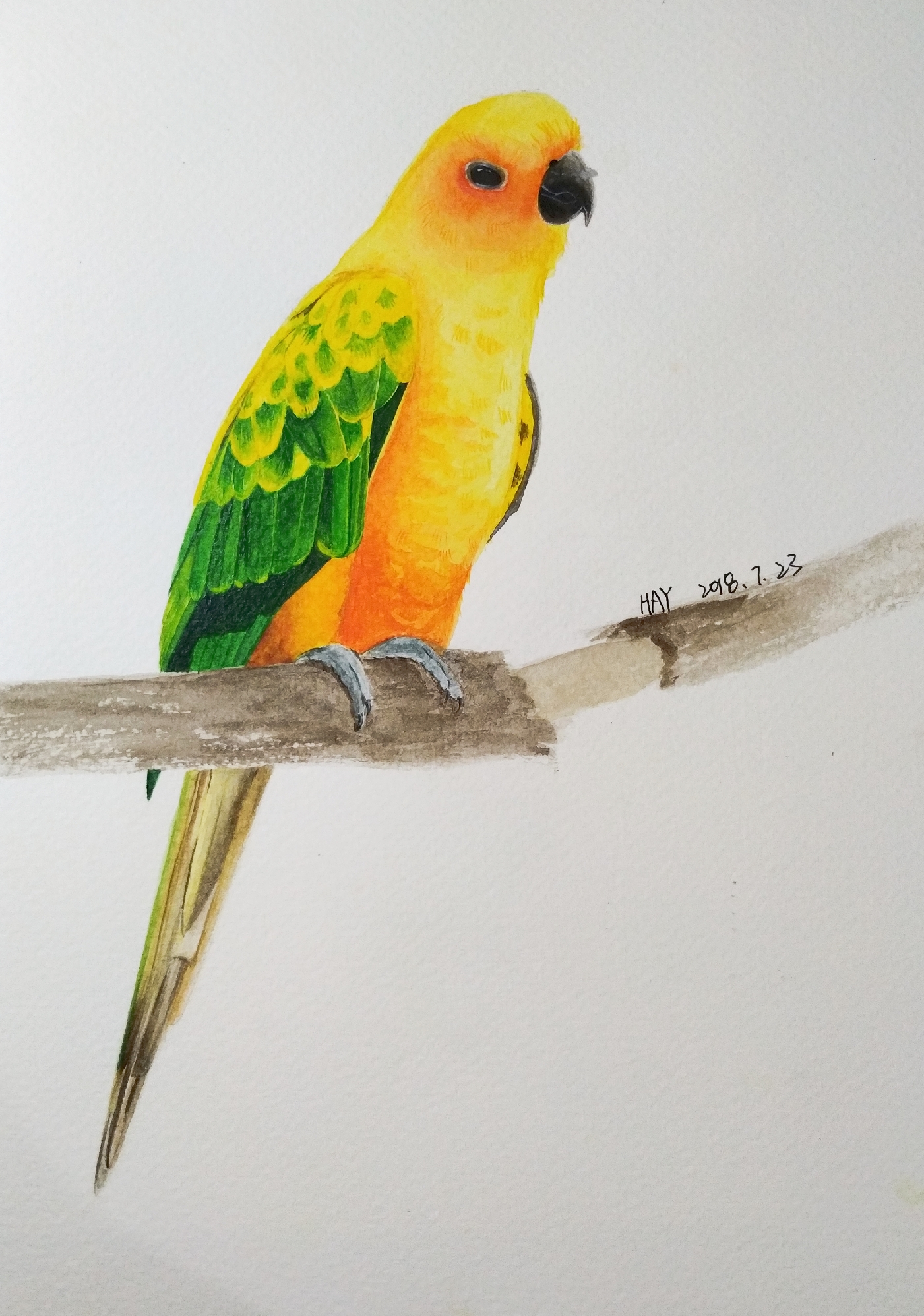 手绘水彩动物鹦鹉鸟