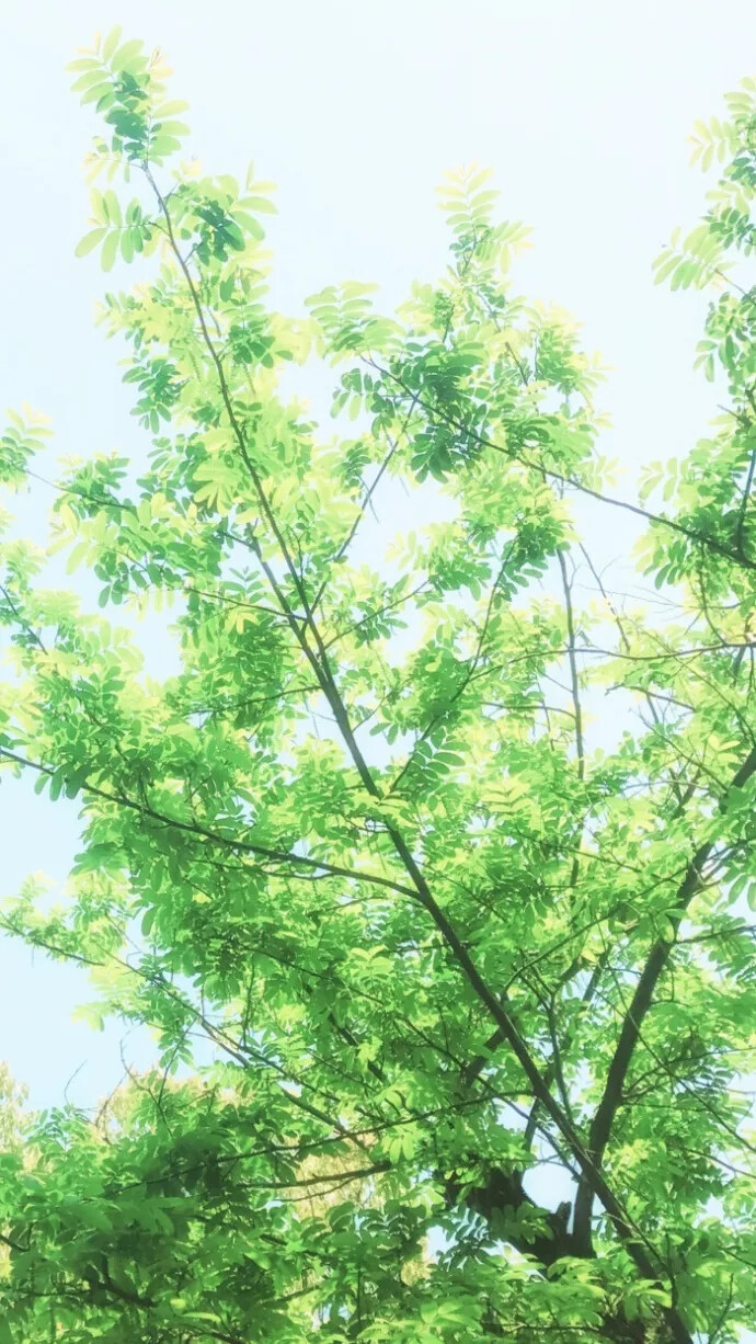 绿色护眼壁纸