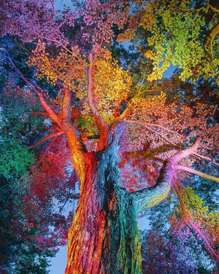 色彩五颜六色树木彩色的树光