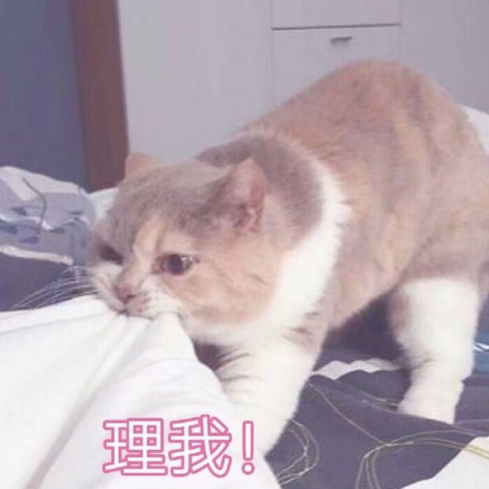 猫咪表情包