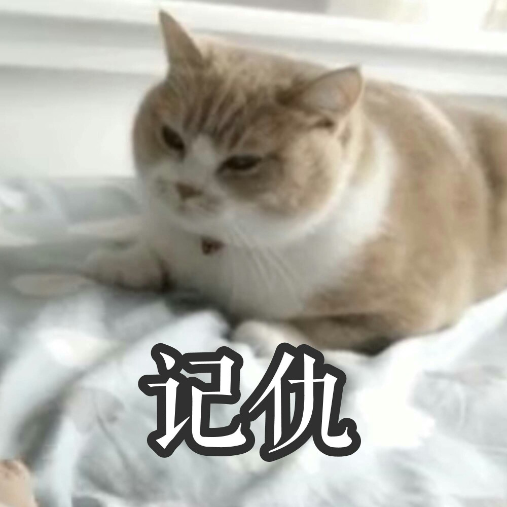 猫咪表情包