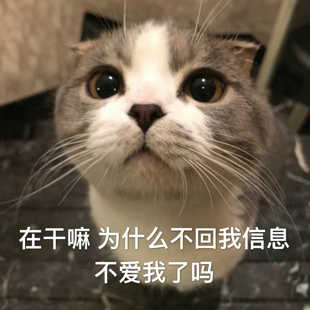 猫咪表情包