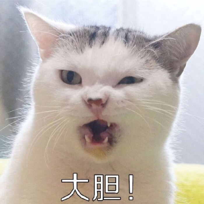 猫咪表情包