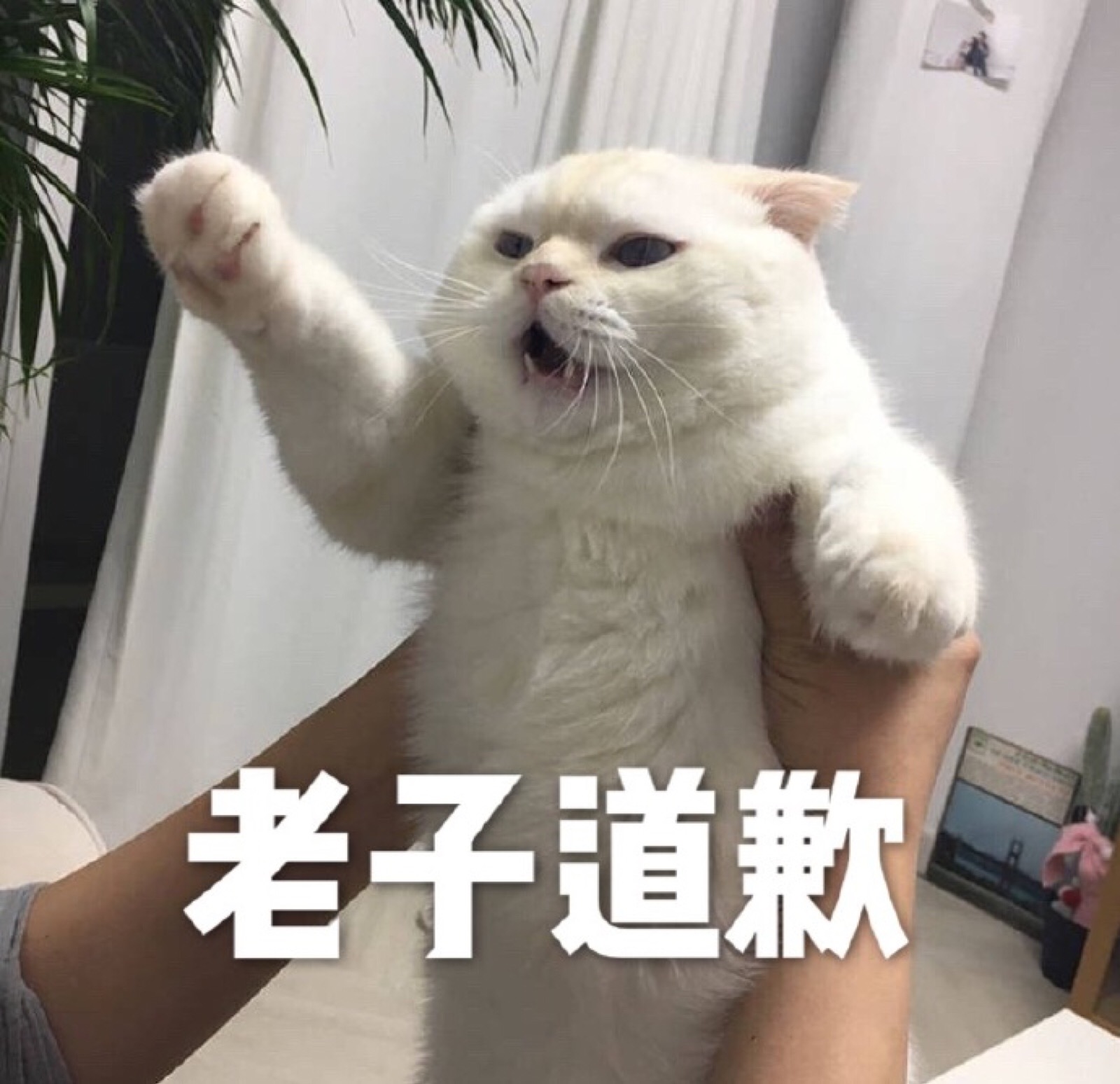 猫咪表情包