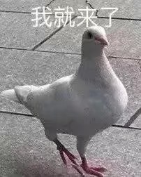 鸽子王沙雕表情包