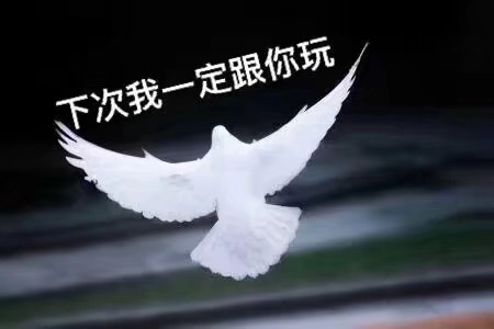鸽子王沙雕表情包