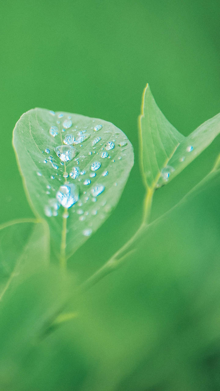 鲜花 插花 捧花 花艺 清新 摄影 绿植 淡雅 自然 壁纸 锁屏 屏保 高清