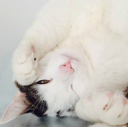 这只因微笑走红的猫咪名叫ollie,其他它本尊也是特别的可爱,感受下.