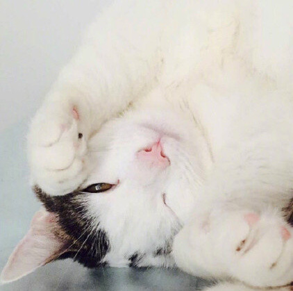 这只因微笑走红的猫咪名叫ollie,其他它本尊也是特别的可爱,感受下.