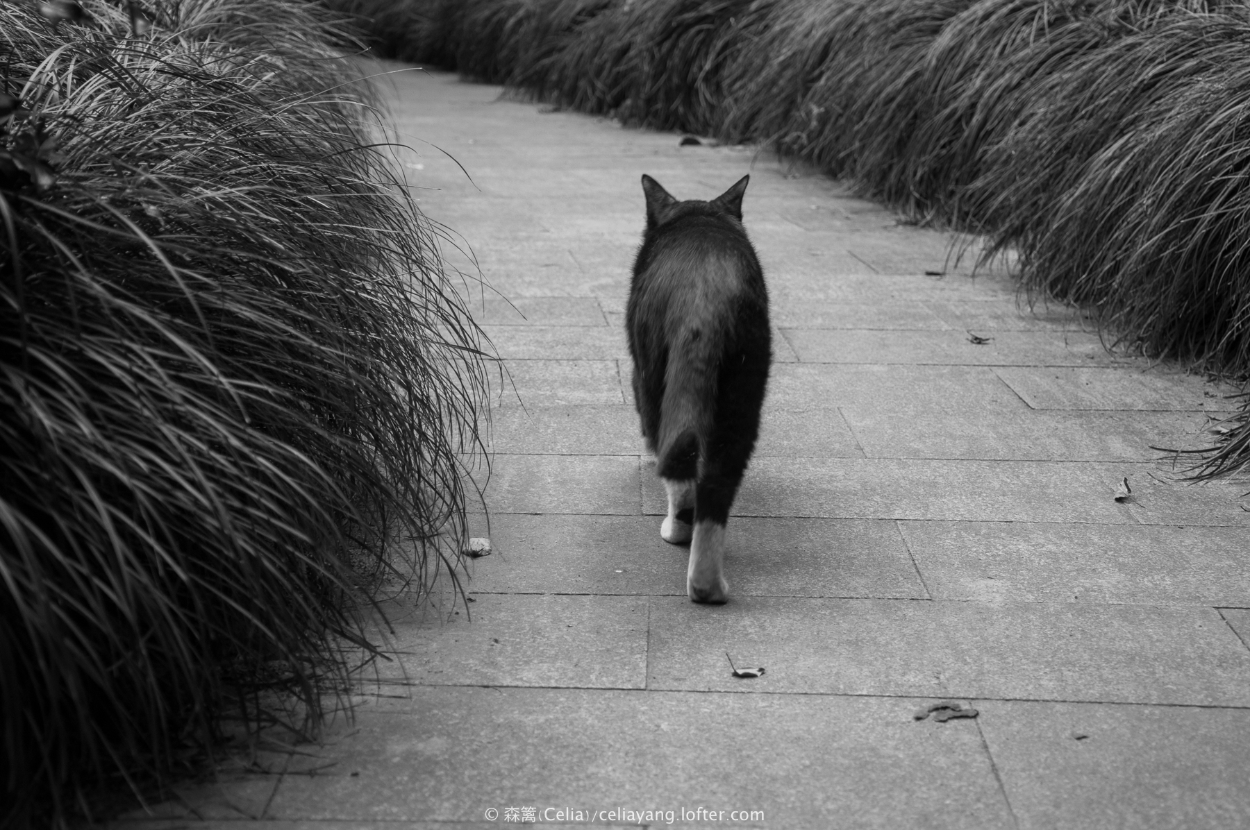 2018年7月27日 16:08   关注  背影 流浪猫 猫咪 黑猫 路 评论 收藏