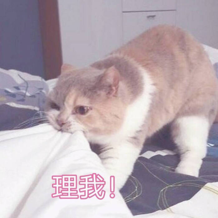 理我!猫猫表情包