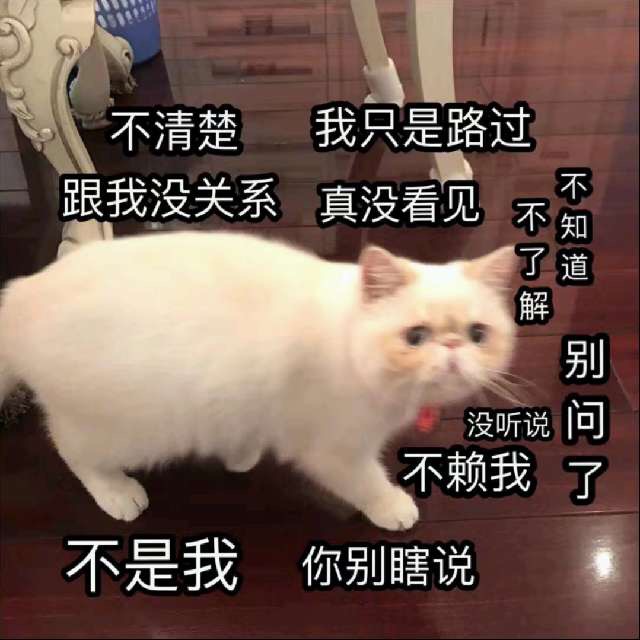 不清楚不知道我只是路过真没看见不赖我猫猫表情包