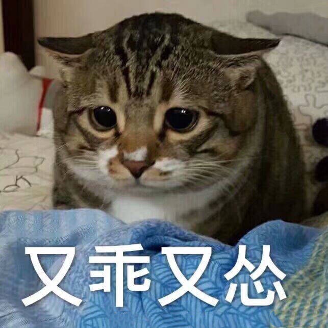 又乖又怂猫猫表情包