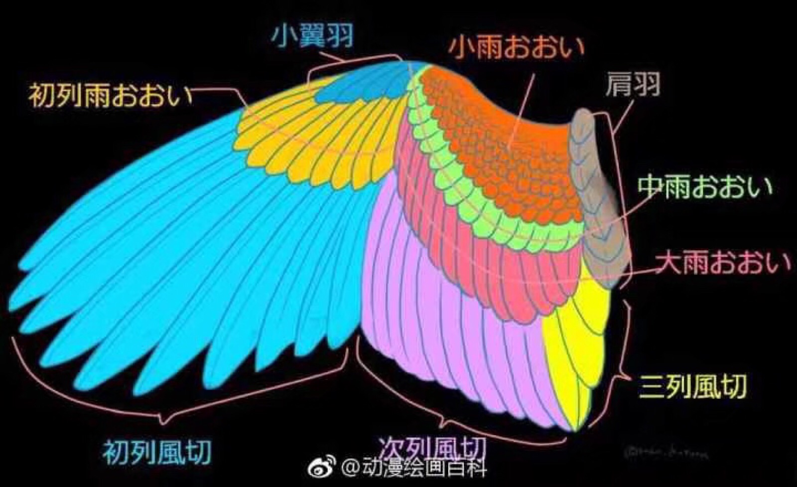 鸟的翅膀.参考之后也可以画成天使的翅膀.