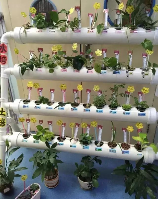 【植物角】60种植物角新玩法,让种植成为