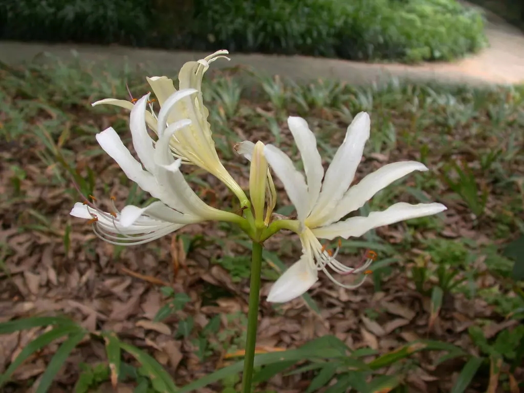 短蕊石蒜