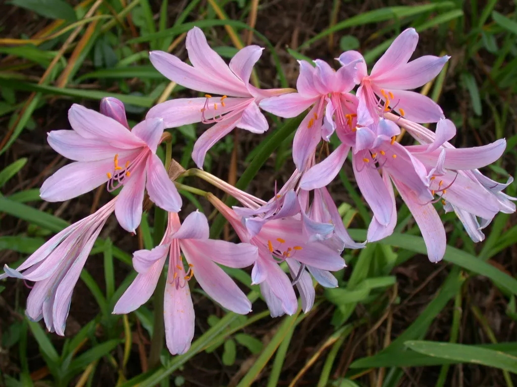 石蒜:换锦花